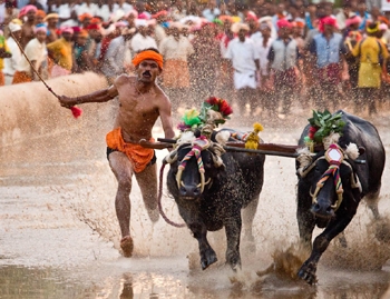 kambala